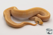 Python royal - Python regius Banana Lemon Blast Mojave GHI