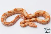 Boa constricteur - Boa imperator Junglow Kahl 