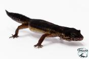 Gecko Léopard - Eublepharis Macularius - Black Night - Femelle &#9792; F3