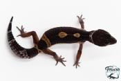 Gecko Léopard - Eublepharis Macularius - Black Night - Femelle &#9792; F5