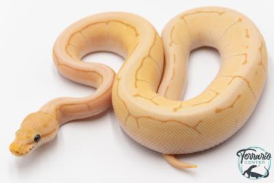 Python royal - Python regius Banana Spinner