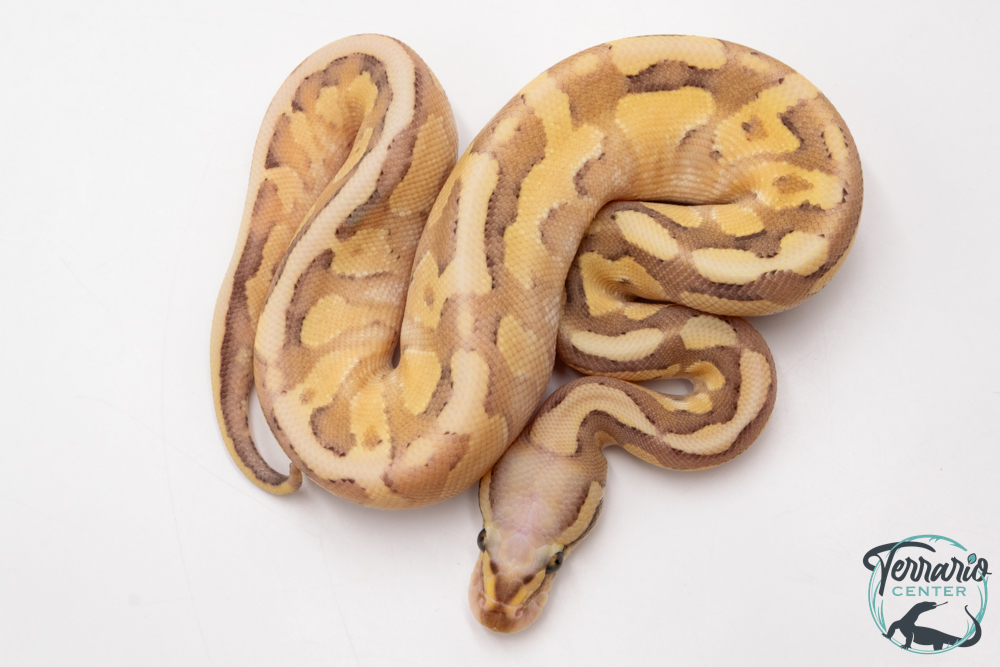 Python royal - Python regius Super Vanilla Lesser