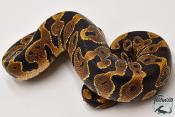 Python royal - Python regius Yellow Belly