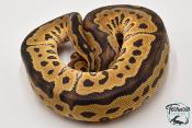 Python royal - Python regius Clown