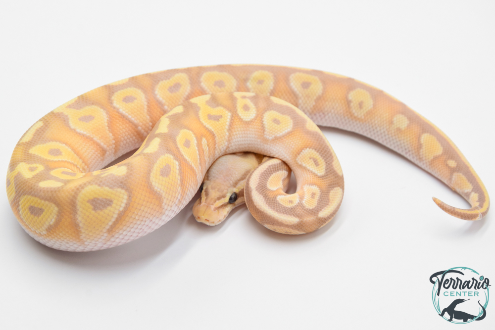 Python royal - Python regius Banana Pastave Yellow Belly