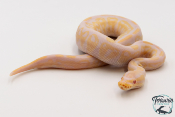 Python royal - Python regius Albinos Pewter