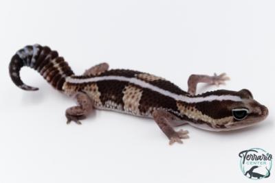 Hemitheconyx caudicinctus - Gecko à queue grasse - Femelle &#9792; A3