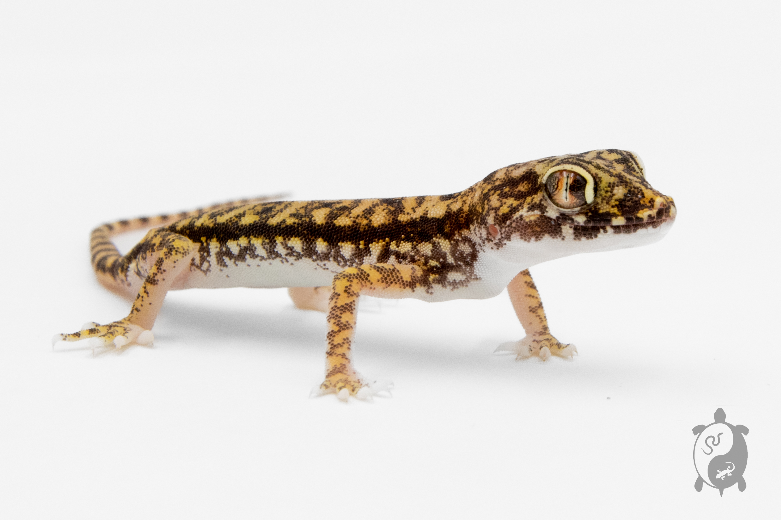 Stenodactylus Petrii - Gecko de dune