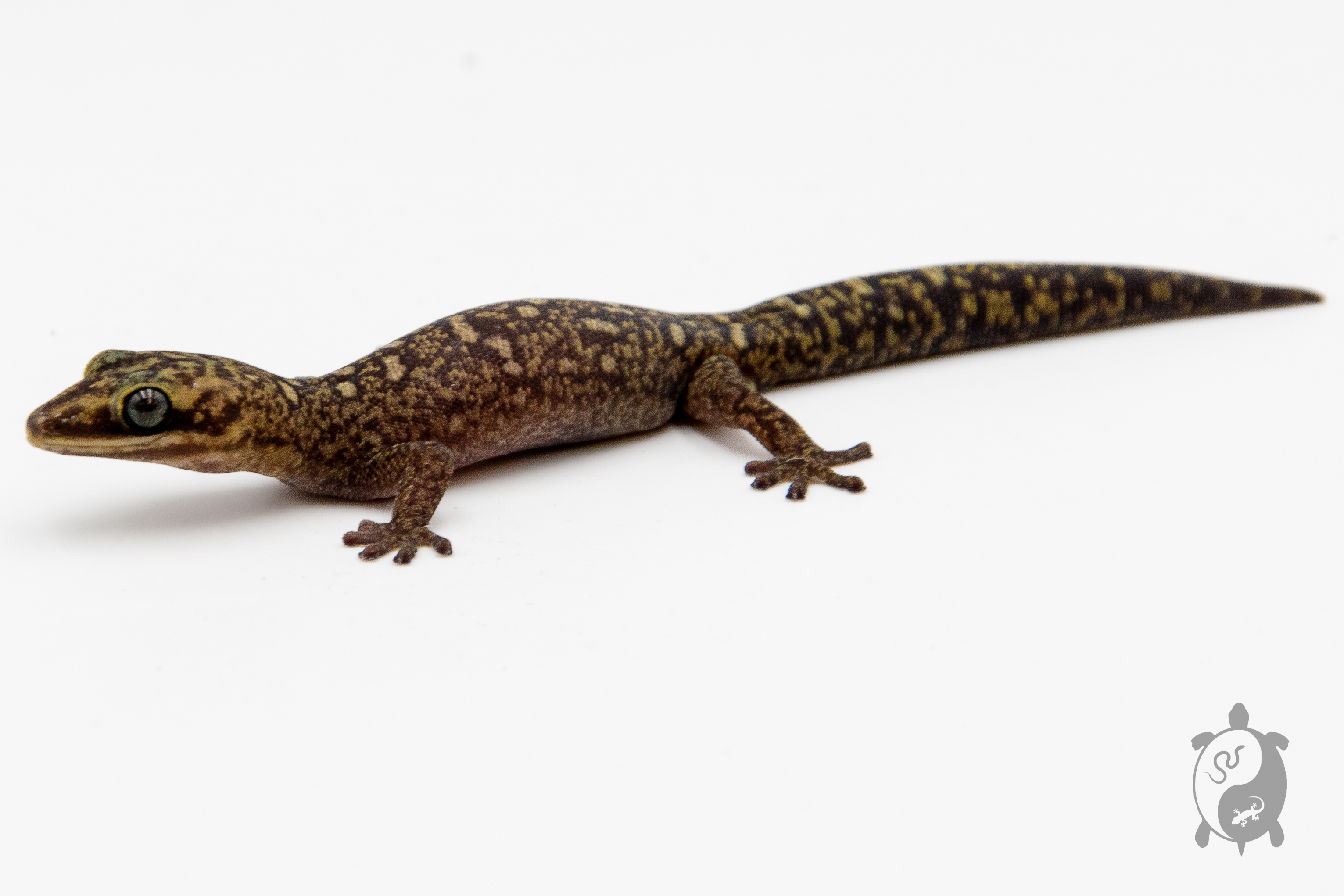 Oedura monilis - Gecko de velours ocellé - NC 2023