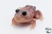 Grenouille cornue - Ceratophrys cranwelli MUTANT METAL BLUE