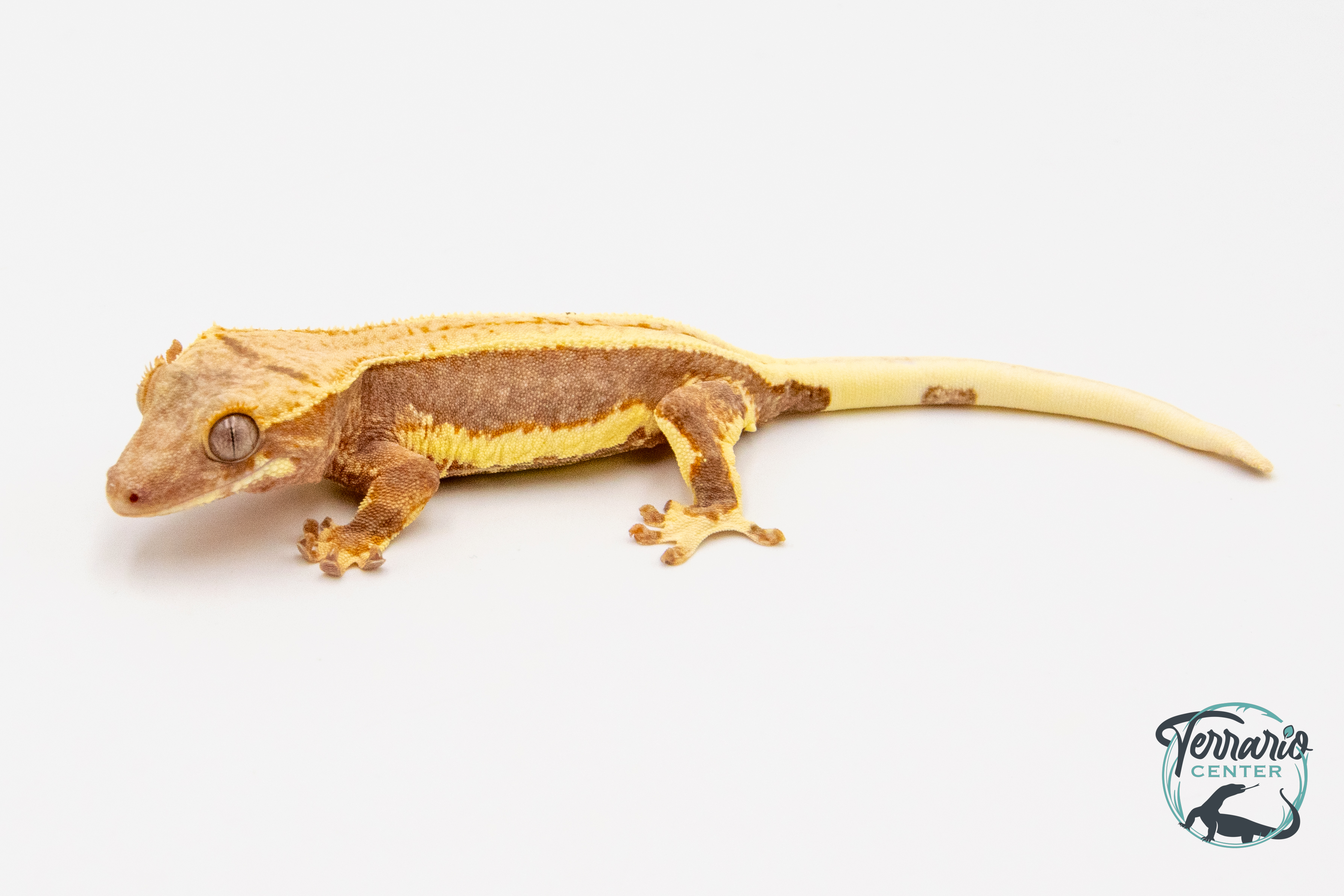 Correlophus ciliatus Lily White - Gecko à crête - Femelle -  PH2024011010152438