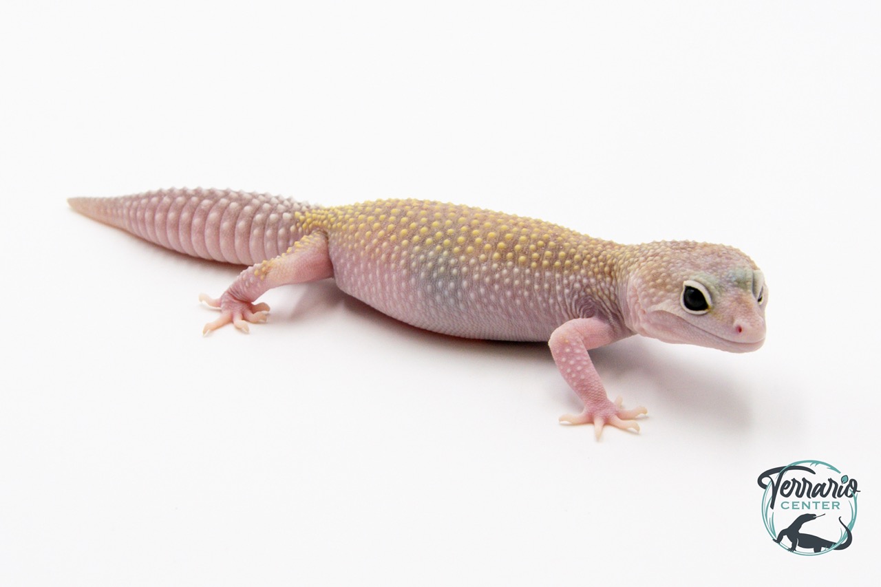 EM26 - Gecko Léopard - Eublepharis Macularius Murphy - Femelle