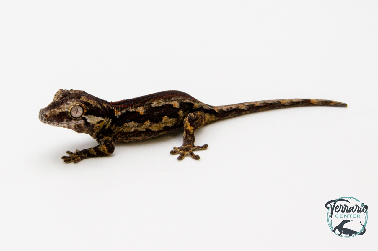 Rhacodactylus auriculatus - Gecko gargouille - 17 - NCUE - PH2024021418104913