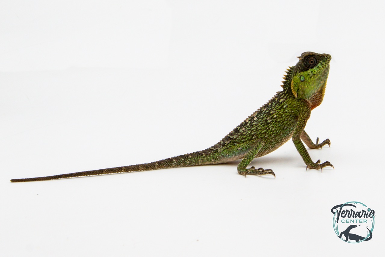 Acanthosaura capra - Dragon des montagnes