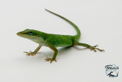 Anolis carolinensis - Anolis vert