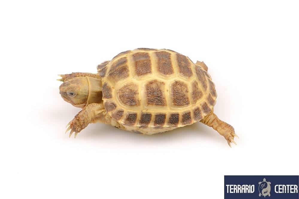 Agrionemys Horsfieldii 7-8 cm - Tortue des steppes