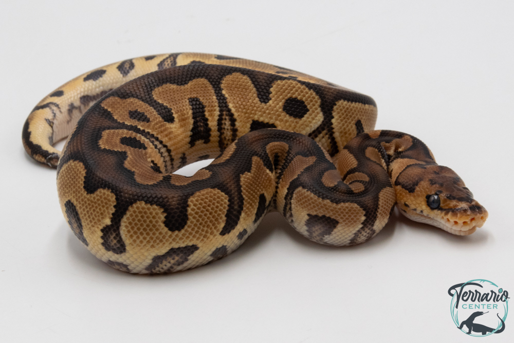 Python royal - Python regius Clown