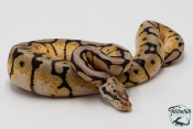 Python royal - Python regius Bumblebee