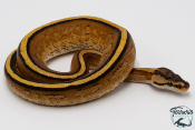 Python royal - Python regius Super Stripe
