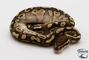 Python royal - Python regius Butter