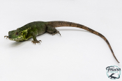 Ctenosaura pectinata - Iguane à queue épineuse de l'Ouest - Piebald