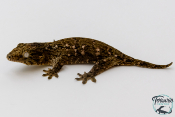 Rhacodactylus leachianus - Gecko géant de Nouvelle-Calédonie Mont Koghis 