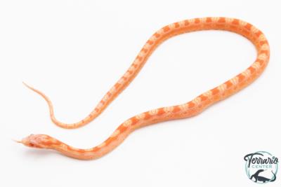 Serpent des blés - Pantherophis guttatus Scaleless Albinos Reverse Okeetee