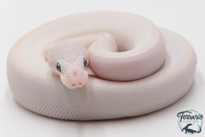 Python Royal - Python regius Leucistic