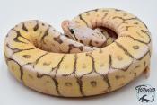 Python royal - Python regius Killer Bee Yellow Belly
