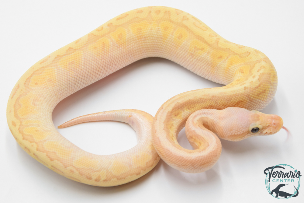 Python royal - Python regius Banana Emperor Pinstripe