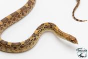 Pituophis deppei jani - Serpent taureau du Mexique