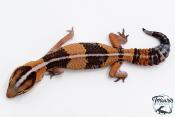 Hemitheconyx caudicinctus - Gecko à queue grasse - Mâle &#9794; A1