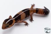 Hemitheconyx caudicinctus - Gecko à queue grasse - Femelle &#9792; A5