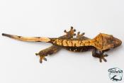 Correlophus ciliatus - Gecko à crête - NC 2025 -  49