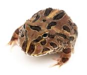 Grenouille cornue - Ceratophrys cranwelli Coffee