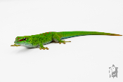 Phelsuma grandis - Gecko géant de Madagascar