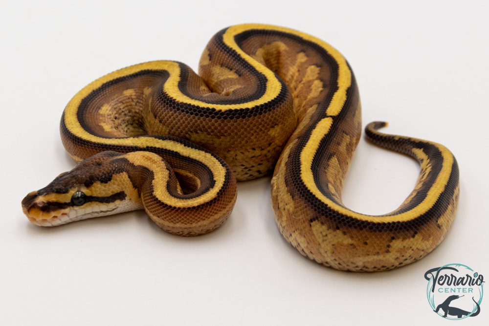 Python royal - Python regius Super Stripe