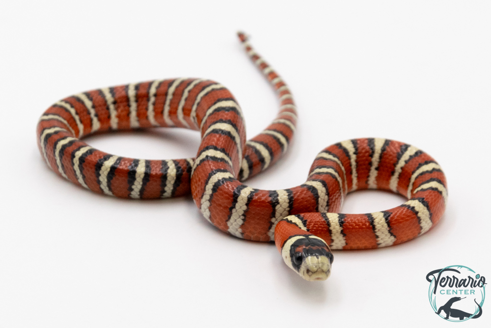 Lampropeltis pyromelana - Serpent roi de Chihuahua