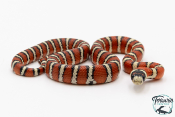 Lampropeltis pyromelana - Serpent roi de Chihuahua