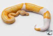 Python royal - Python regius Piebald lavender Albino - Dreamsicle