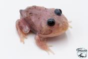 Grenouille cornue - Ceratophrys cranwelli MUTANT METAL BLUE