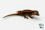 Rhacodactylus auriculatus - Gecko gargouille - 18 - NCUE - PH2024021418104929