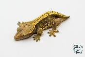 Correlophus ciliatus - Gecko à crête - Femelle -  250228500117240