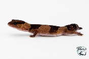 Hemitheconyx caudicinctus - Gecko à queue grasse