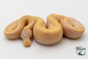 Python royal - Python regius Banana Lemon Blast Phantom