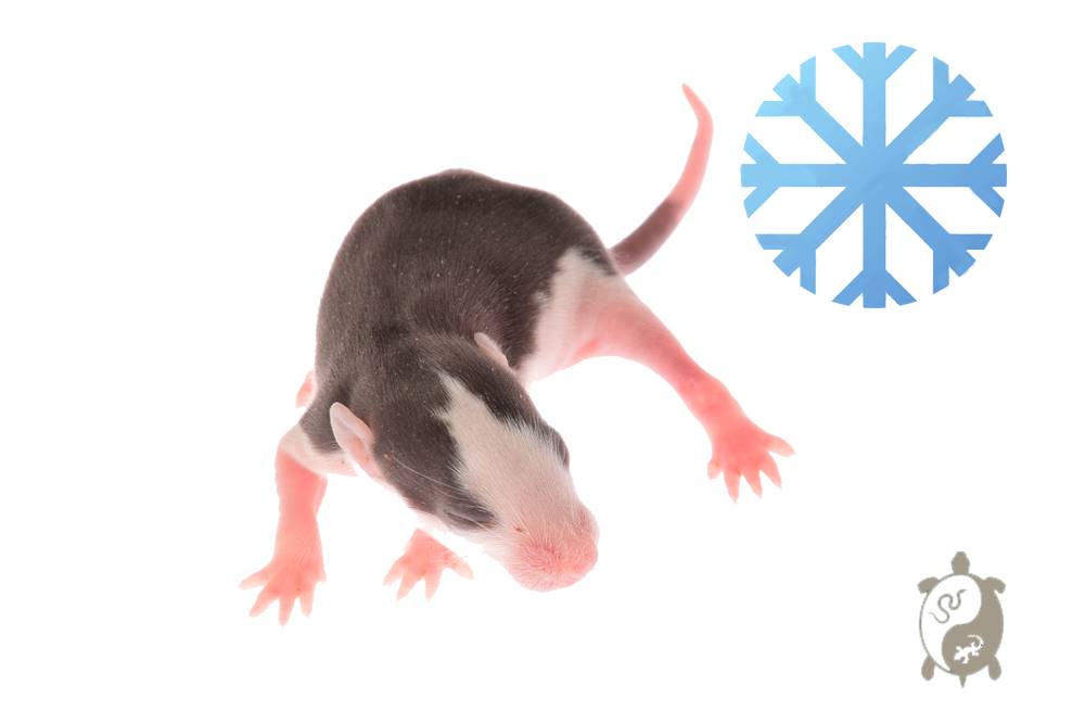 Rats congelés de 11-25g