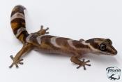 Oedura castelnaui - Gecko de velours du nord