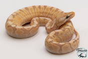 Python royal - Python regius Banana Pastel GHI 