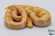 Python royal - Python regius Albinos Pastel Enchi