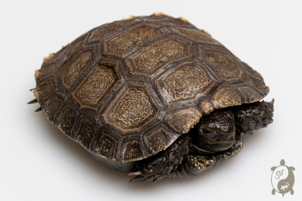 Manouria emys emys - Tortue brune de Birmanie - Juvénile NC 2024